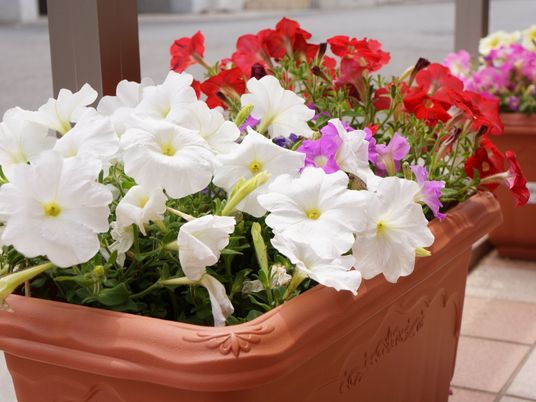 色とりどりの花が咲く鉢植え