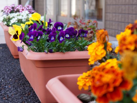 鮮やかな花が並ぶ入口