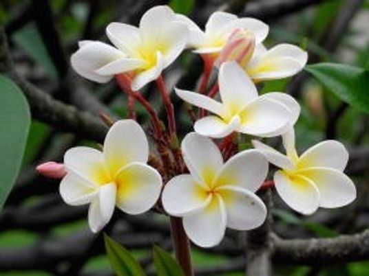 白い花が咲く植物