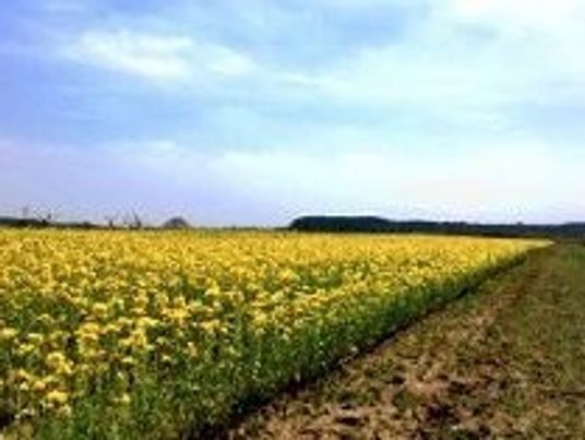 ゆったり野外の景色