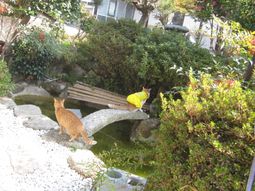 猫と池のある庭