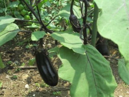 施設の庭にある野菜