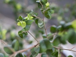 新緑が鮮やかな植物