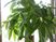 緑豊かな植物のある空間