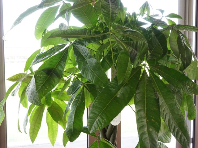 緑豊かな植物のある空間 植物 ゆったりとした空間に植物が配置され、自然光が差し込んでいます。温かみのある環境でのお仕事はいかがでしょうか。