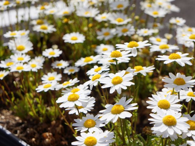 中庭の花が咲いている様子 花 開放的な庭には季節の花々が咲き誇り、自然の潤いをご利用者に提供しています。青空の下、穏やかな時間を感じられる場所です。