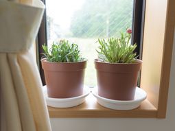 窓辺の鉢植え二つ