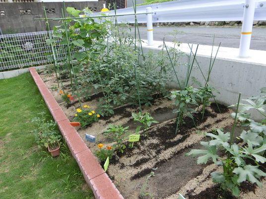  ケアハウスの小さな菜園 