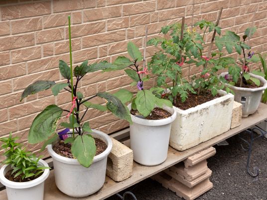 植物のある明るい中庭