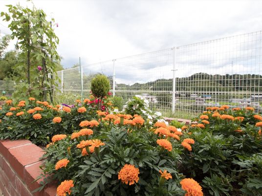 色鮮やかな花が咲く中庭