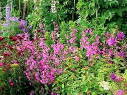 色とりどりの花々の中庭