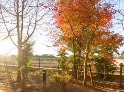 秋色に包まれた庭