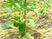 ピーマン栽培の植物