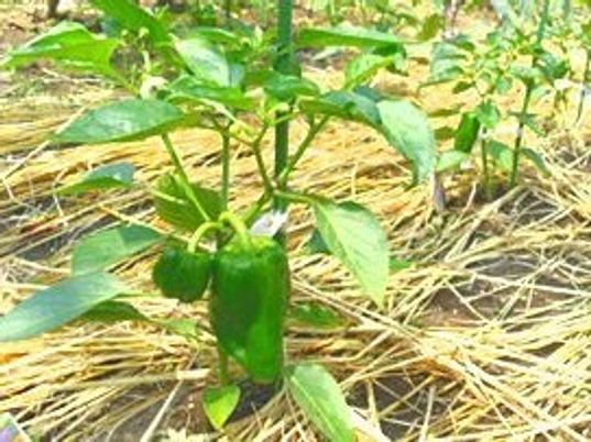 ピーマン栽培の植物