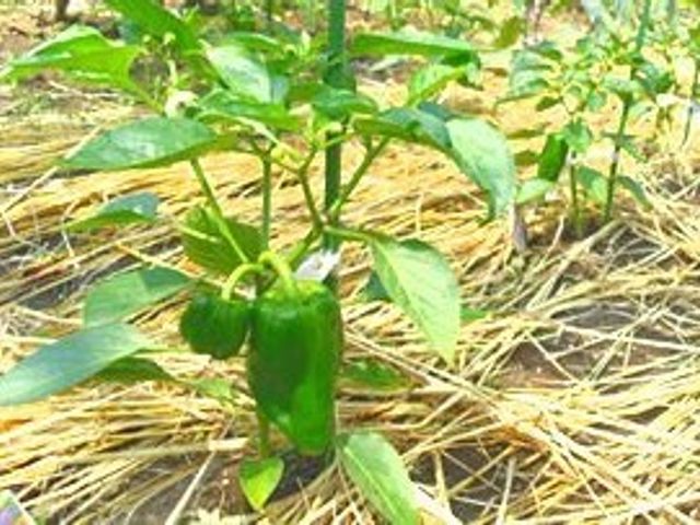 ピーマン栽培の植物 菜園 手入れが行き届いた庭で栽培されているピーマンは、新鮮な食材の提供を約束します。ガーデニングに携わる喜びも、ここで感じていただけることでしょう。