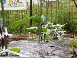 植物の育つ庭