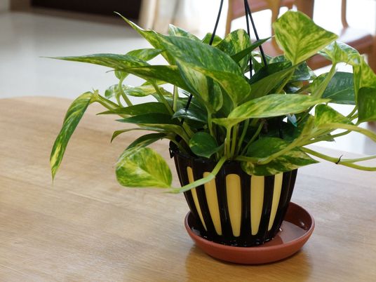 緑豊かな観葉植物