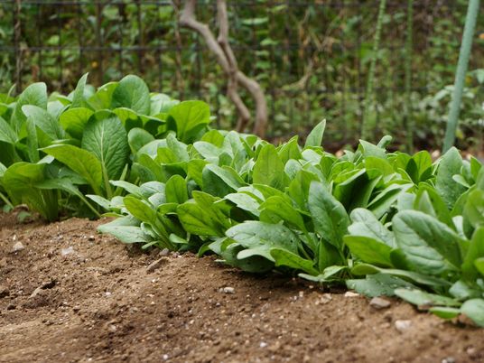 緑豊かな野菜の成長