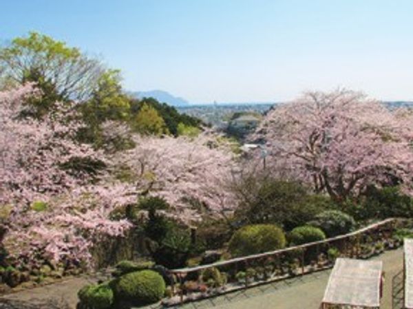 桜満開の中庭風景
