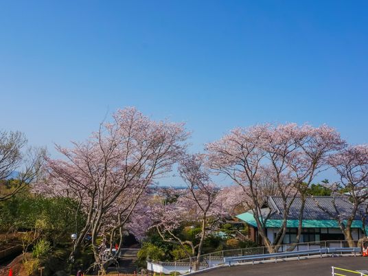 桜並木のある施設外観