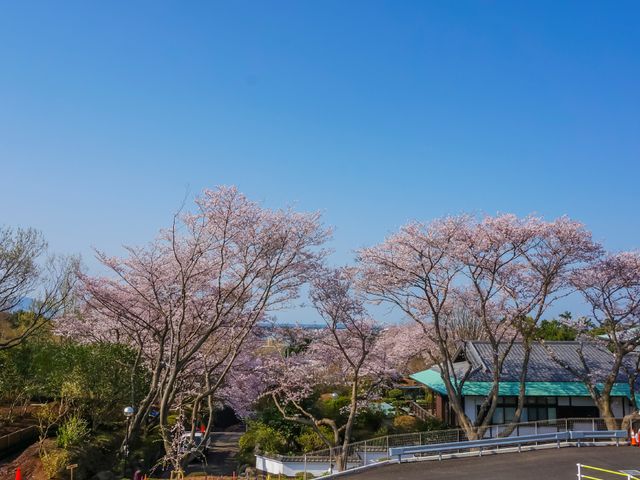 桜並木のある施設外観 桜 四季折々の自然を感じられる中庭は、心安らぐ癒しの空間を提供します。春の桜は訪れる人々の目を楽しませてくれます。