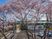 桜と施設の外観