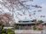 桜木と建物の景観