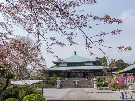 桜木と建物の景観
