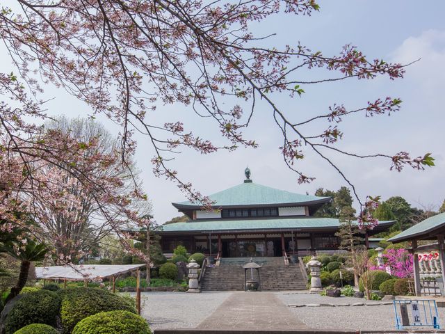 桜木と建物の景観 寺院 落ち着いた雰囲気のある庭園で、春の訪れを告げる桜が咲き誇っています。この場所では自然の美しさを感じながら、心穏やかな時を過ごせます。
