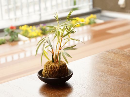 和んだ室内の植物