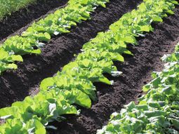 緑豊かな野菜畑