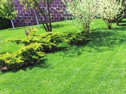 手入れされた緑豊かな庭