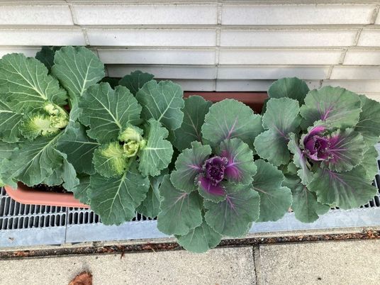 鉢植えの葉牡丹が並ぶ庭先  