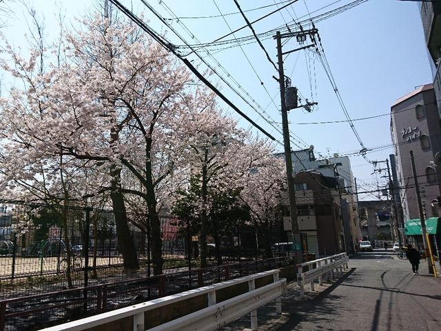 桜並木の街並み 外観 落ち着いた雰囲気の桜並木沿いの立地。心安らぐ環境でのお仕事をお探しの方にぴったりです。