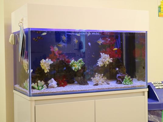カラフルな水槽の中景