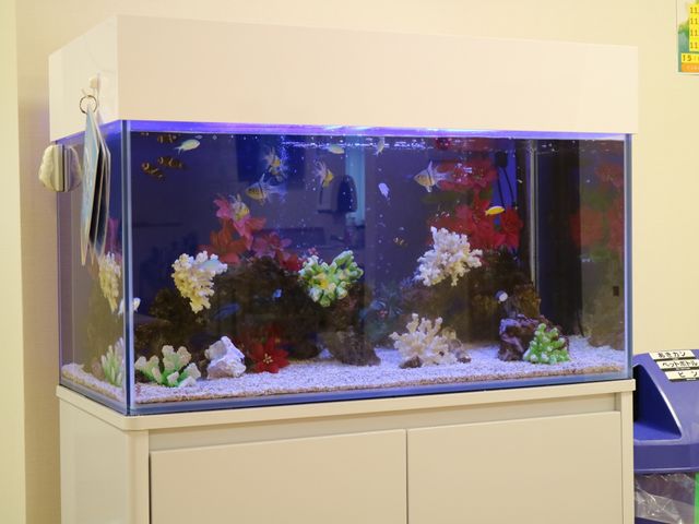 カラフルな水槽の中景 水槽 ゆったりとした時間が流れる空間で、カラフルな水槽を眺めながら癒される一時をお過ごしいただけます。