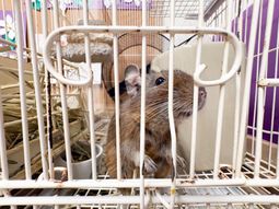 小動物