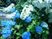 青と白の紫陽花
