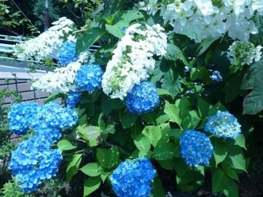 青と白の紫陽花