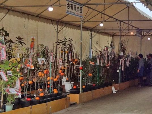 橙色果実の植物販売会場