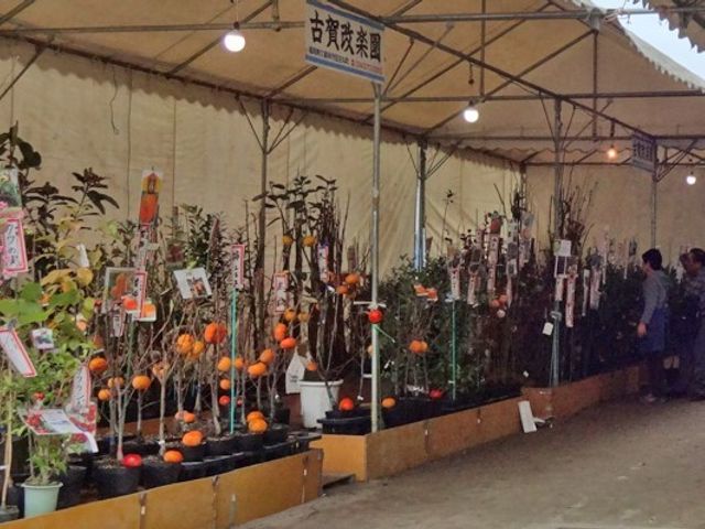 橙色果実の植物販売会場 いきがいづくり 緑豊かな橙色の果実を持つ植物が並ぶ癒しの空間です。利用者の方々が心地よい時間を過ごせる場となっています。