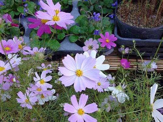 色とりどりの花の中庭