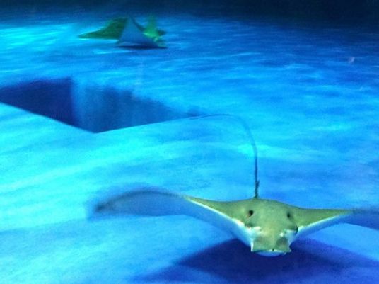 水中のエイが泳ぐ様子