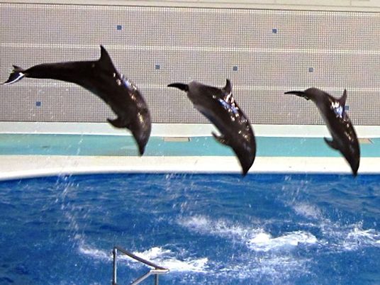 飛ぶイルカの姿