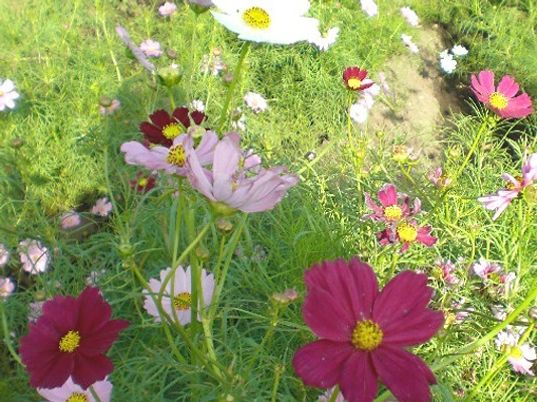 中庭のきれいな花々