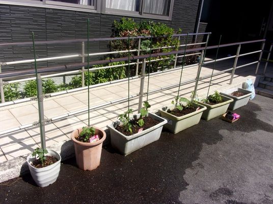 鉢植えが並ぶ通路  