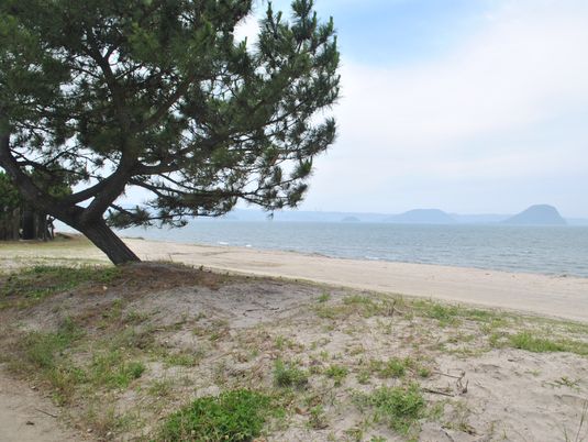 松の木と海岸の景色