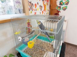 鳥のいる休憩スペース