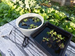 中庭の水連鉢