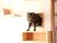 猫が棚に立つ居間